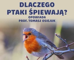 Komunikacja ptaków – groźby, kłamstwa i zaloty w ptasim świecie | prof. Tomasz Osiejuk