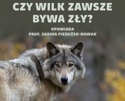 Wilki – jak kochają i polują największe drapieżniki polskich lasów? [E149]