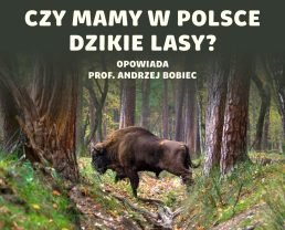 Polskie lasy – czy da się w nich pogodzić ekologię z ekonomią?