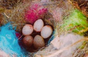 Gniazdo ptasie z jajami, widać kolorowe elementy - sztuczne materiały, z których skorzystały ptaki do budowy gniazda