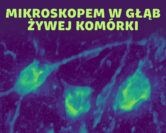 Mikroskopia bezstresowa - nowe pomysły na podglądanie życia | prof. Maciej Trusiak