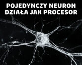 Neurony i pamięć - nowe metody badań weryfikują dawne twierdzenia | dr hab. Jan Kamiński