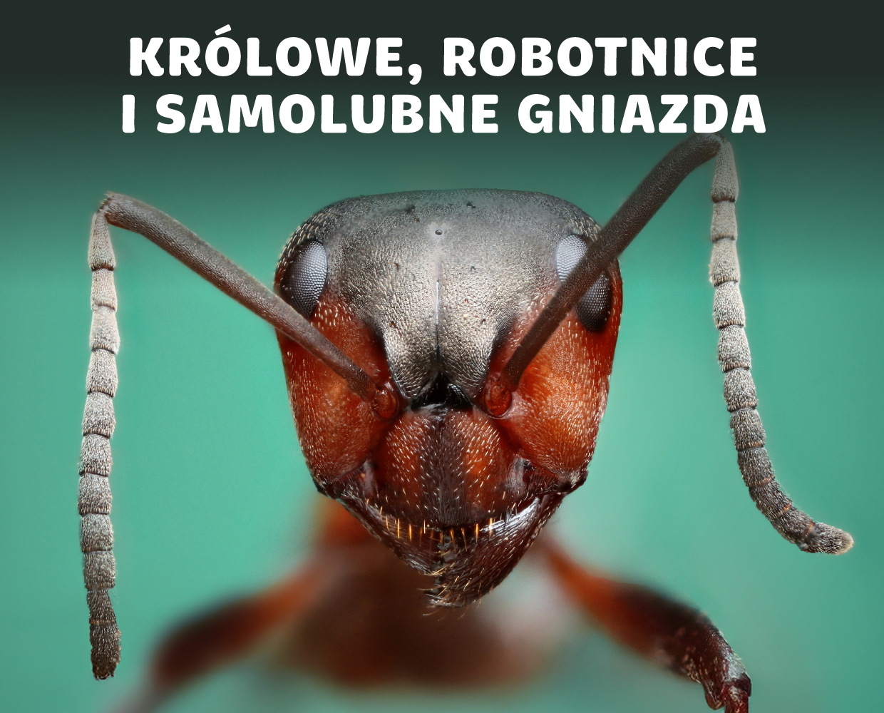 Mrówki - biochemiczne roboty (?) tworzące superorganizmy (?) | Igor Siedlecki | Radio Naukowe