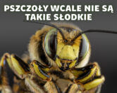Pszczoły – śmiertelne użądlenia i „słodkie pocałunki” | dr Michał Kolasa