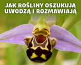 Komunikacja roślin – jak natura nauczyła się mówić bez słów | prof. Marcin Zych