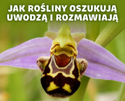 Komunikacja roślin – jak natura nauczyła się mówić bez słów | prof. Marcin Zych