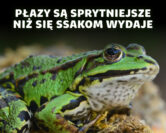 Płazy – hibernujący śpiewacy o trujących skórach | dr inż. Mikołaj Kaczmarski