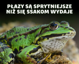 Płazy – hibernujący śpiewacy o trujących skórach | dr inż. Mikołaj Kaczmarski