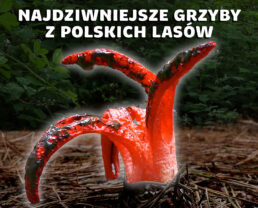 Najdziwniejsze grzyby z polskich lasów | prof. Marta Wrzosek