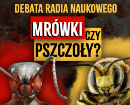 Mrówki czy pszczoły? DEBATA Radia Naukowego | dr Michał Kolasa, dr Igor Siedlecki